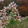 Fotografia 10 da espécie Nidorella ivifolia do Jardim Botânico UTAD