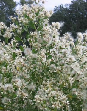 Fotografia 12 da espécie Nidorella ivifolia no Jardim Botânico UTAD