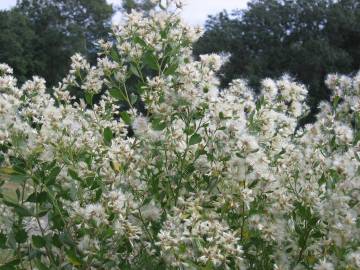 Fotografia da espécie Nidorella ivifolia