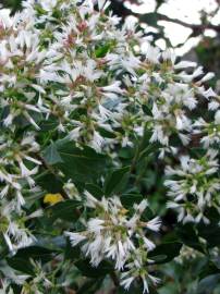 Fotografia da espécie Nidorella ivifolia