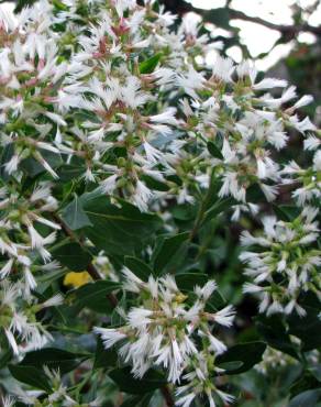 Fotografia 13 da espécie Nidorella ivifolia no Jardim Botânico UTAD