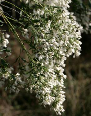 Fotografia 14 da espécie Nidorella ivifolia no Jardim Botânico UTAD