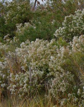 Fotografia 15 da espécie Nidorella ivifolia no Jardim Botânico UTAD