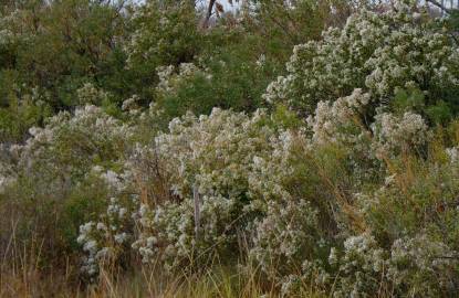 Fotografia da espécie Nidorella ivifolia