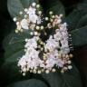 Fotografia 8 da espécie Viburnum tinus subesp. tinus do Jardim Botânico UTAD