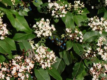 Fotografia da espécie Viburnum tinus subesp. tinus