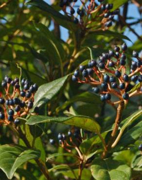 Fotografia 11 da espécie Viburnum tinus subesp. tinus no Jardim Botânico UTAD