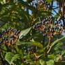 Fotografia 11 da espécie Viburnum tinus subesp. tinus do Jardim Botânico UTAD