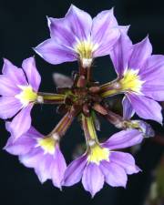 Fotografia da espécie Scaevola aemula