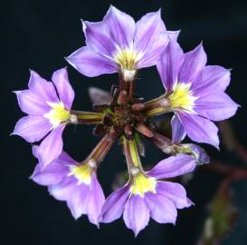 Fotografia da espécie Scaevola aemula