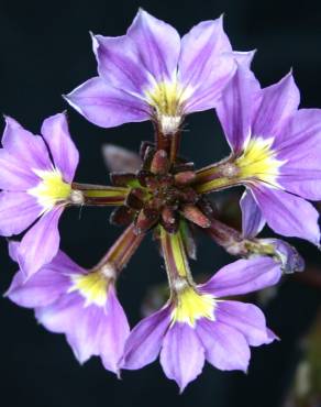 Fotografia 1 da espécie Scaevola aemula no Jardim Botânico UTAD