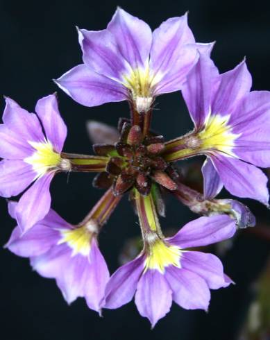 Fotografia de capa Scaevola aemula - do Jardim Botânico