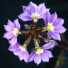 Fotografia 1 da espécie Scaevola aemula do Jardim Botânico UTAD