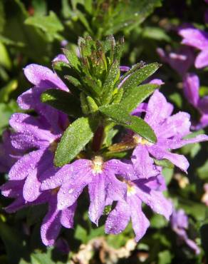 Fotografia 3 da espécie Scaevola aemula no Jardim Botânico UTAD