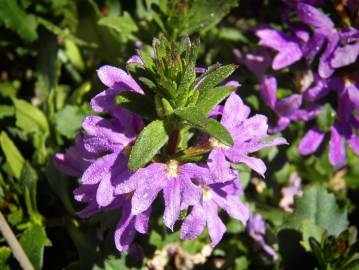 Fotografia da espécie Scaevola aemula