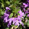 Fotografia 3 da espécie Scaevola aemula do Jardim Botânico UTAD