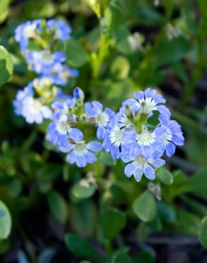 Fotografia 4 da espécie Scaevola aemula no Jardim Botânico UTAD