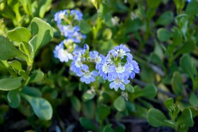 Fotografia da espécie Scaevola aemula