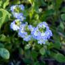 Fotografia 4 da espécie Scaevola aemula do Jardim Botânico UTAD