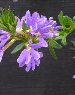 Fotografia 5 da espécie Scaevola aemula no Jardim Botânico UTAD