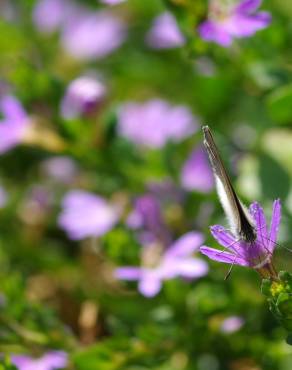 Fotografia 6 da espécie Scaevola aemula no Jardim Botânico UTAD