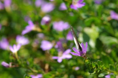 Fotografia da espécie Scaevola aemula