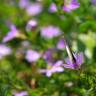 Fotografia 6 da espécie Scaevola aemula do Jardim Botânico UTAD