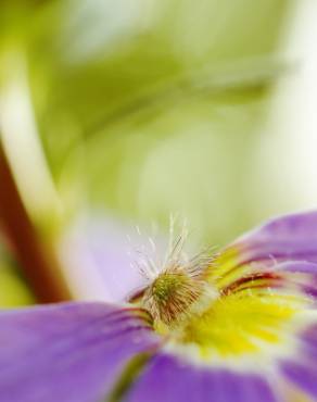 Fotografia 7 da espécie Scaevola aemula no Jardim Botânico UTAD