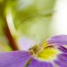 Fotografia 7 da espécie Scaevola aemula do Jardim Botânico UTAD