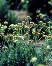 Fotografia da espécie Parthenium argentatum