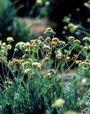 Fotografia 1 da espécie Parthenium argentatum no Jardim Botânico UTAD