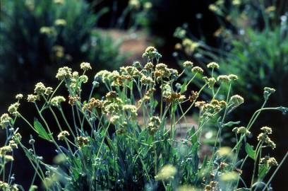 Fotografia da espécie Parthenium argentatum