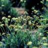 Fotografia 1 da espécie Parthenium argentatum do Jardim Botânico UTAD