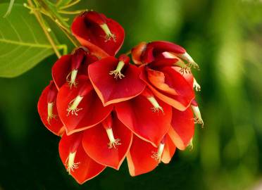 Fotografia da espécie Erythrina crista-galli