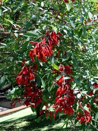 Fotografia da espécie Erythrina crista-galli