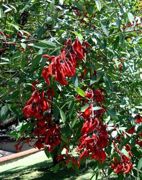 Fotografia 5 da espécie Erythrina crista-galli no Jardim Botânico UTAD