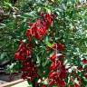 Fotografia 5 da espécie Erythrina crista-galli do Jardim Botânico UTAD