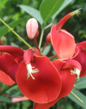 Fotografia 6 da espécie Erythrina crista-galli no Jardim Botânico UTAD