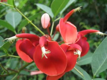 Fotografia da espécie Erythrina crista-galli