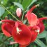 Fotografia 6 da espécie Erythrina crista-galli do Jardim Botânico UTAD