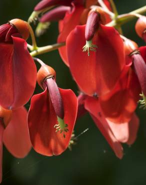 Fotografia 7 da espécie Erythrina crista-galli no Jardim Botânico UTAD