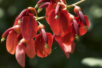 Fotografia da espécie Erythrina crista-galli