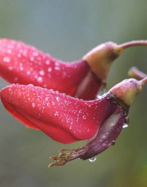 Fotografia 8 da espécie Erythrina crista-galli no Jardim Botânico UTAD