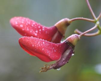Fotografia da espécie Erythrina crista-galli