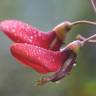 Fotografia 8 da espécie Erythrina crista-galli do Jardim Botânico UTAD