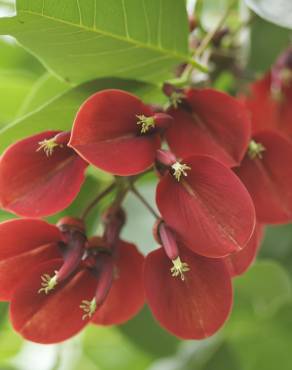 Fotografia 9 da espécie Erythrina crista-galli no Jardim Botânico UTAD