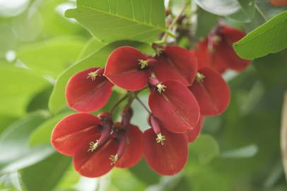 Fotografia da espécie Erythrina crista-galli