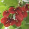 Fotografia 9 da espécie Erythrina crista-galli do Jardim Botânico UTAD