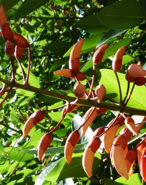 Fotografia 10 da espécie Erythrina crista-galli no Jardim Botânico UTAD