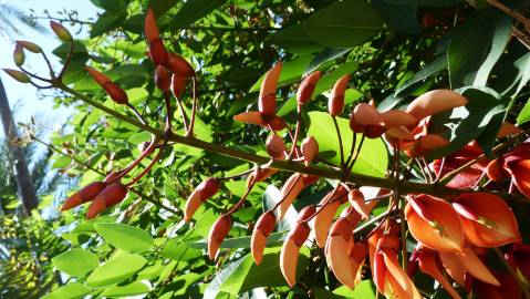 Fotografia da espécie Erythrina crista-galli